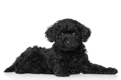 Poodle